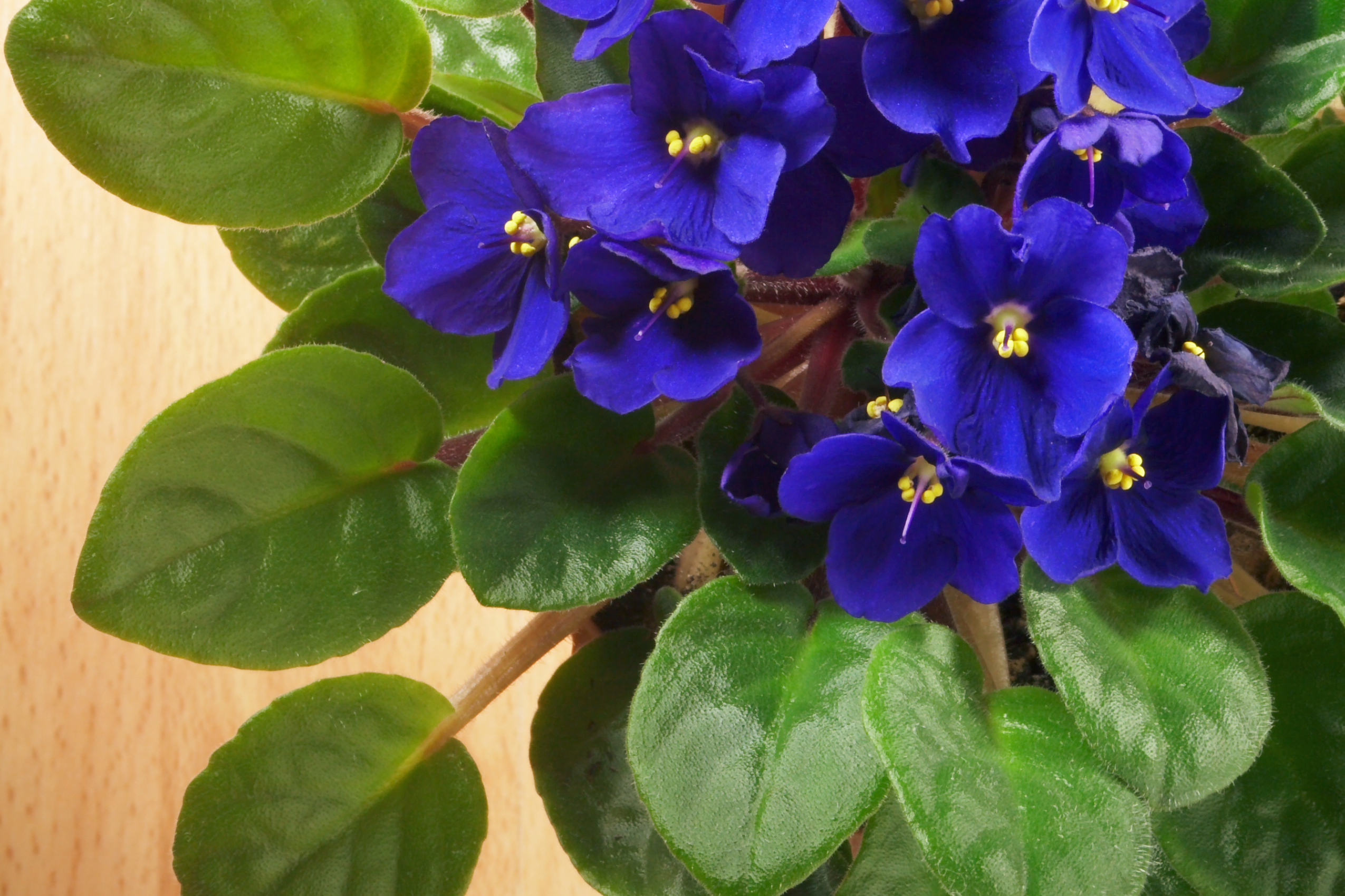 up close view of african violet plant purple/blue color flowers