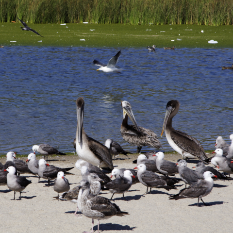 Feathers in the Water...Waterbirds of Long Island!